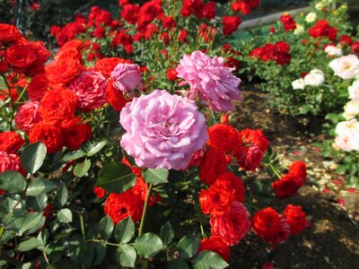 Rose rose garden purple roses