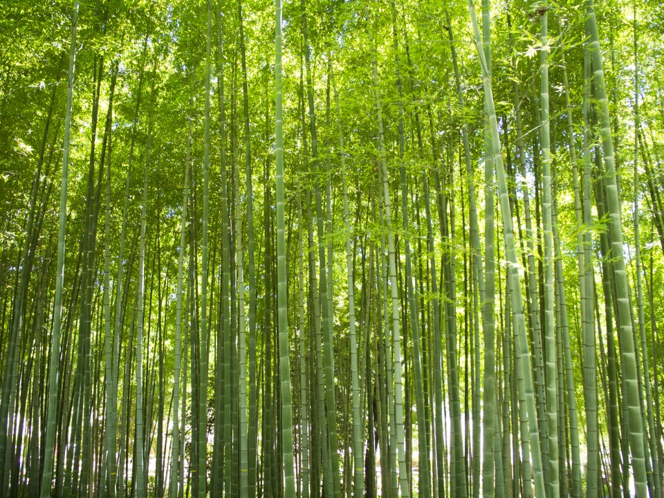 Natural wood environment