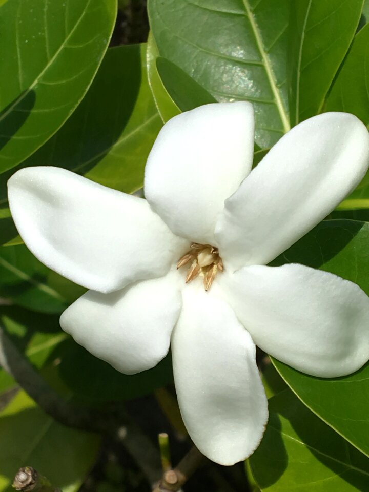 Tropical raiatea zen