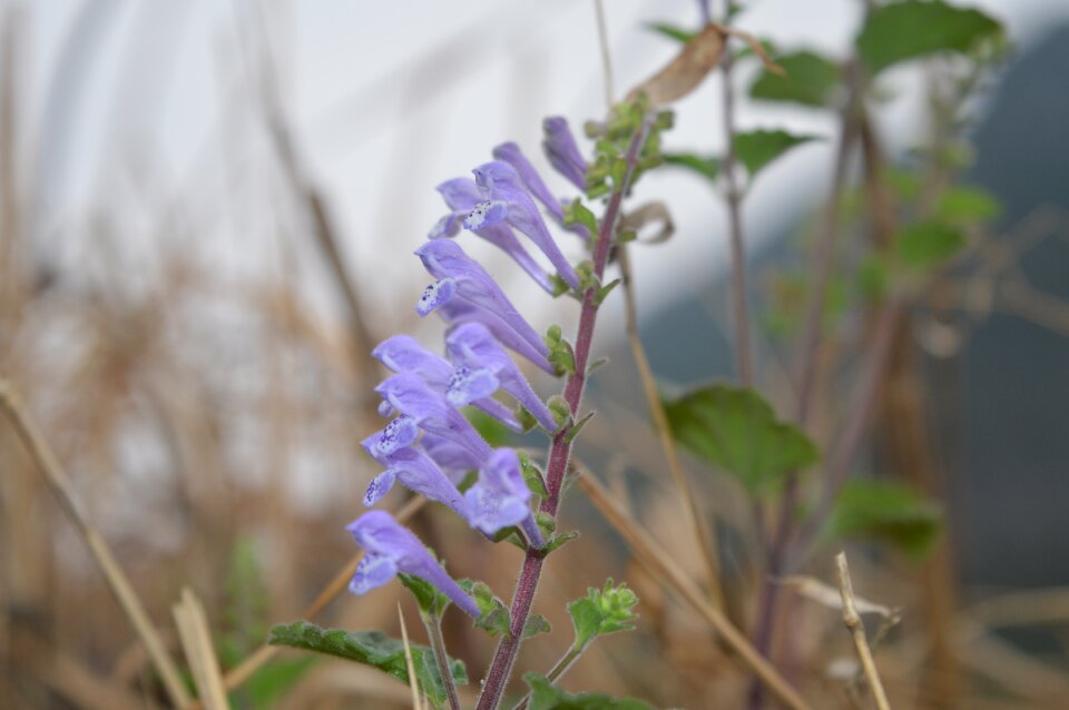 Flower purple hay