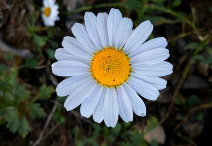 Wildflower flowers the spirit level history