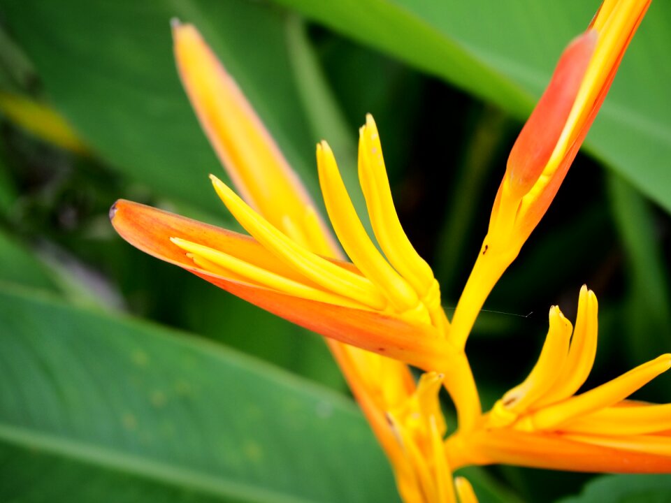 Orange yellow strelitzia photo