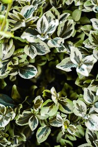 Leaf plant forest