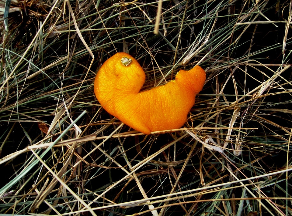Citrus piece discarded