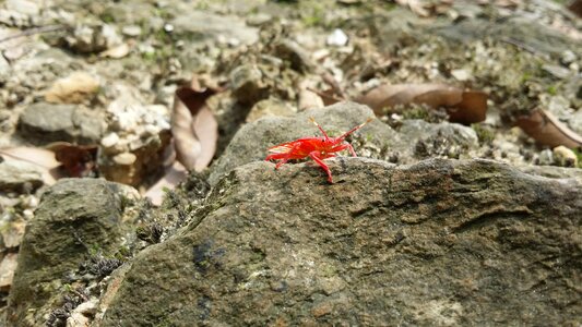 Insects on stone red insect jungle insect