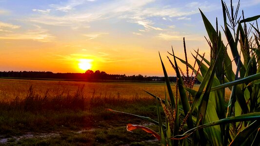 Sky corn sun photo