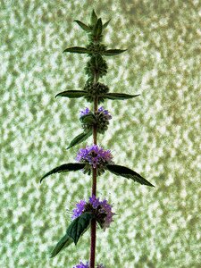 Plant flower botany