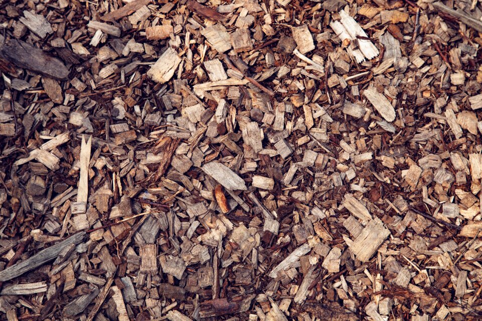 Brown forest planing
