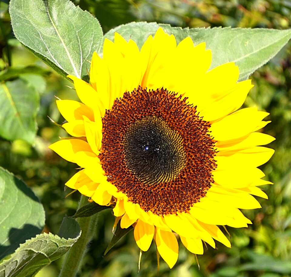 Yellow nature flora