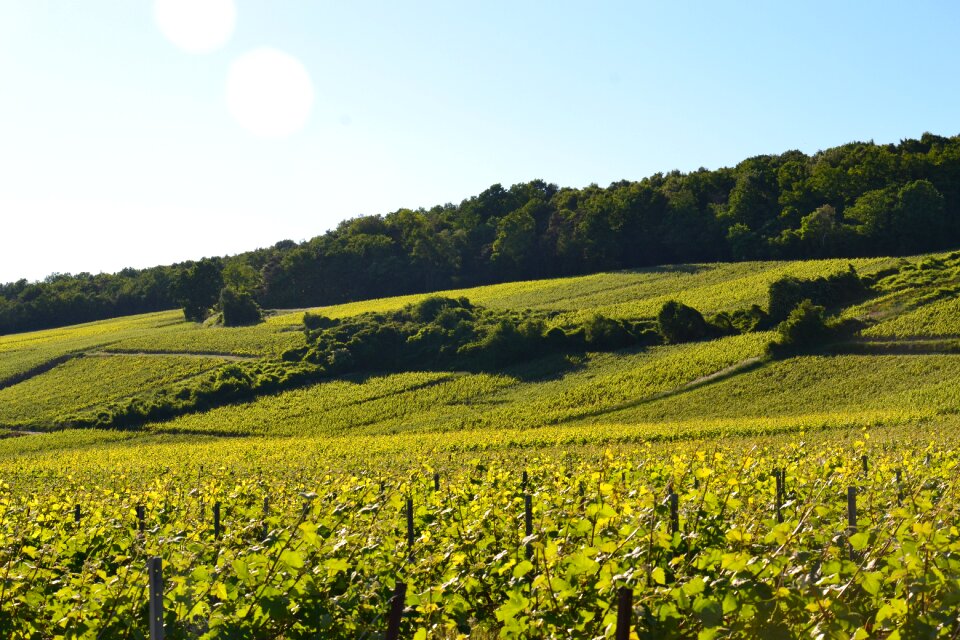 Vineyard grapes green