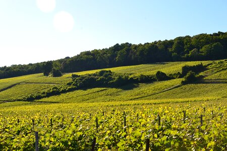 Vineyard grapes green