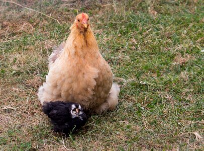 Hen agriculture animal photo