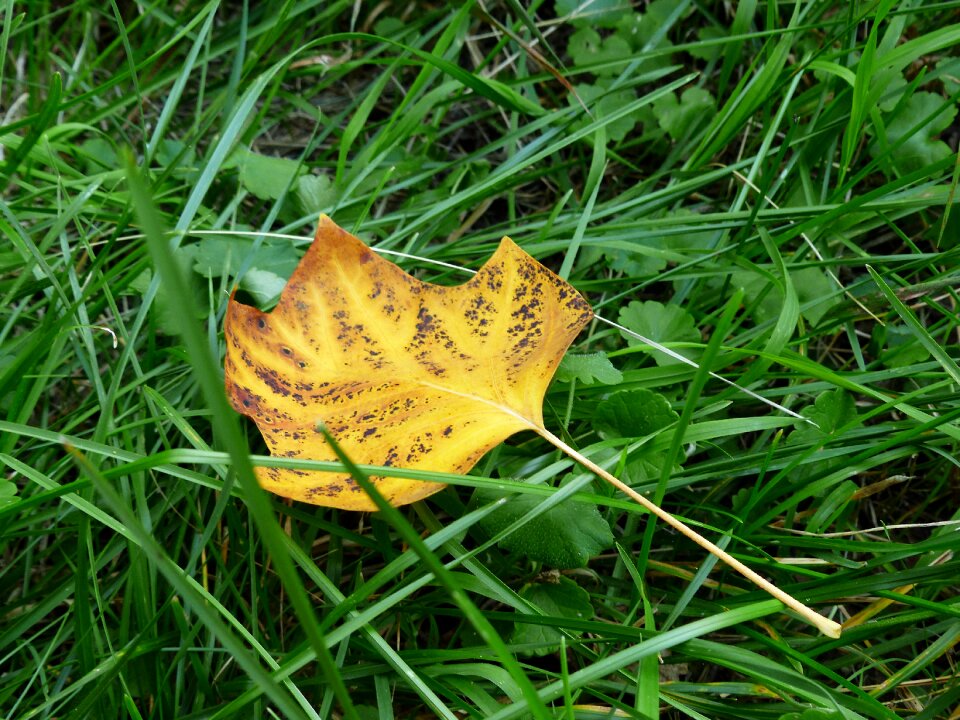Sheet grass the eve of the fall