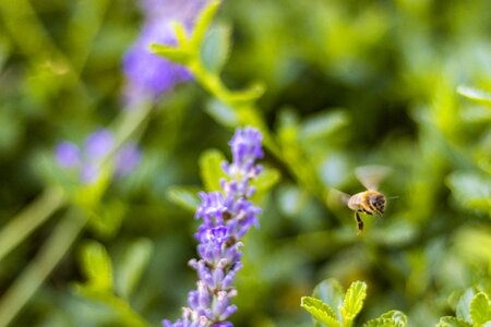 Flower lavender pollen