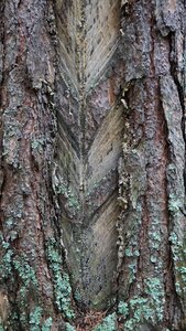 Nature wood ecology