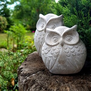 Owl bird decorative
