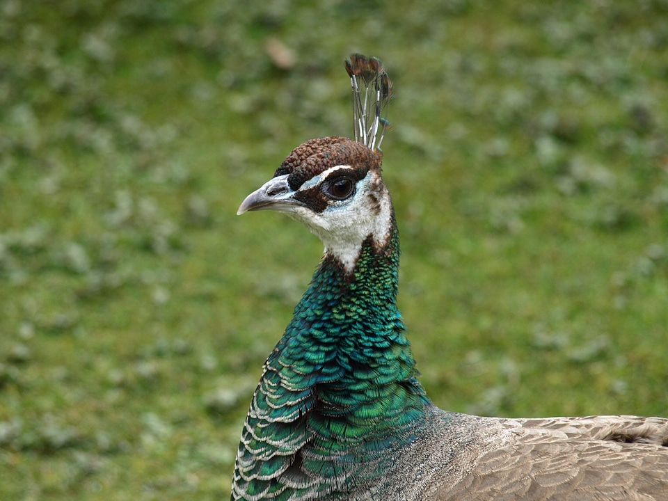Peacock bird head
