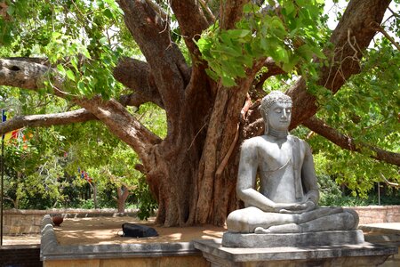 Srilanka nature green