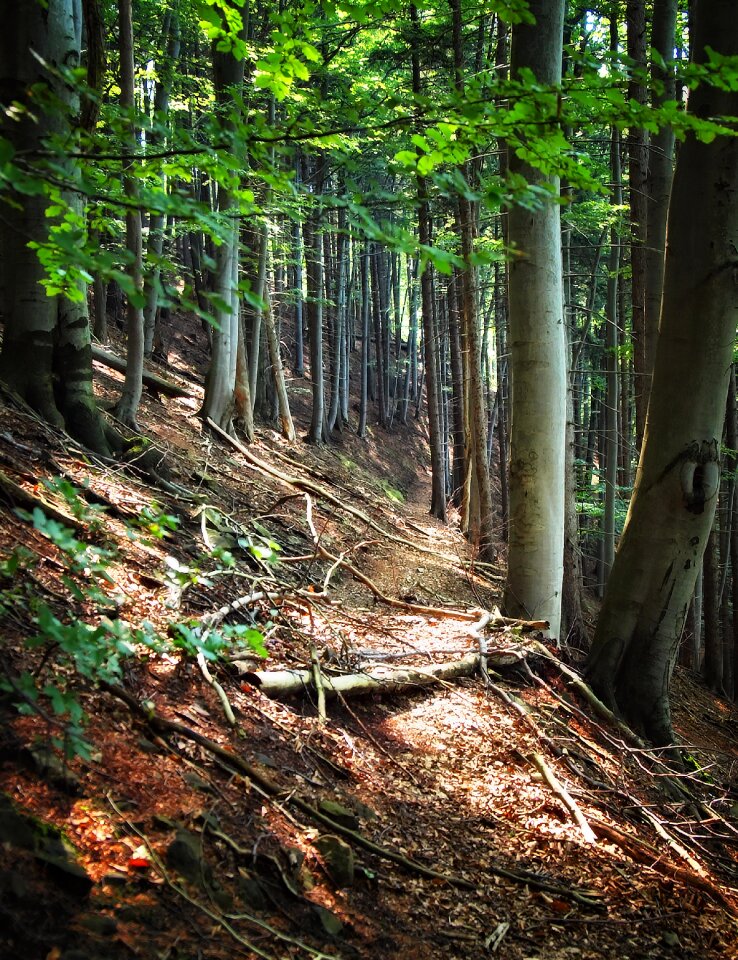 Trees nature landscape photo