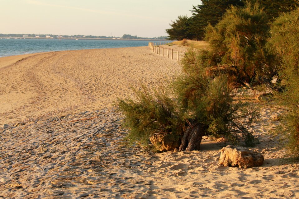 Végetation brittany vendée