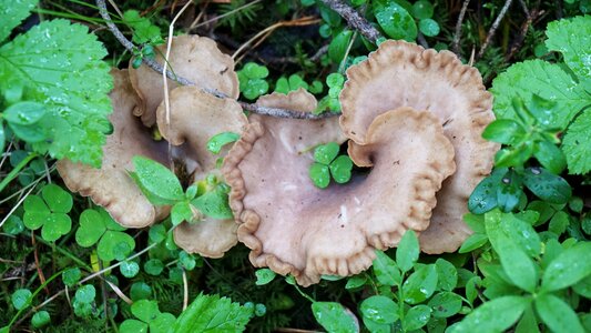 Forest summer mushroom