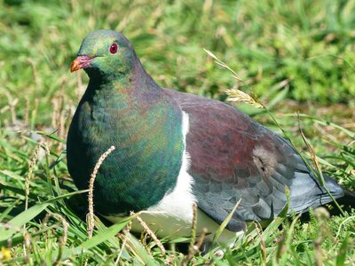 Nature new zealand the wood-pigeon photo