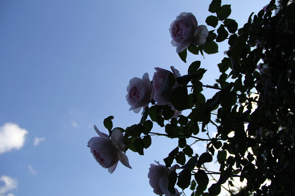 Sky clouds blue