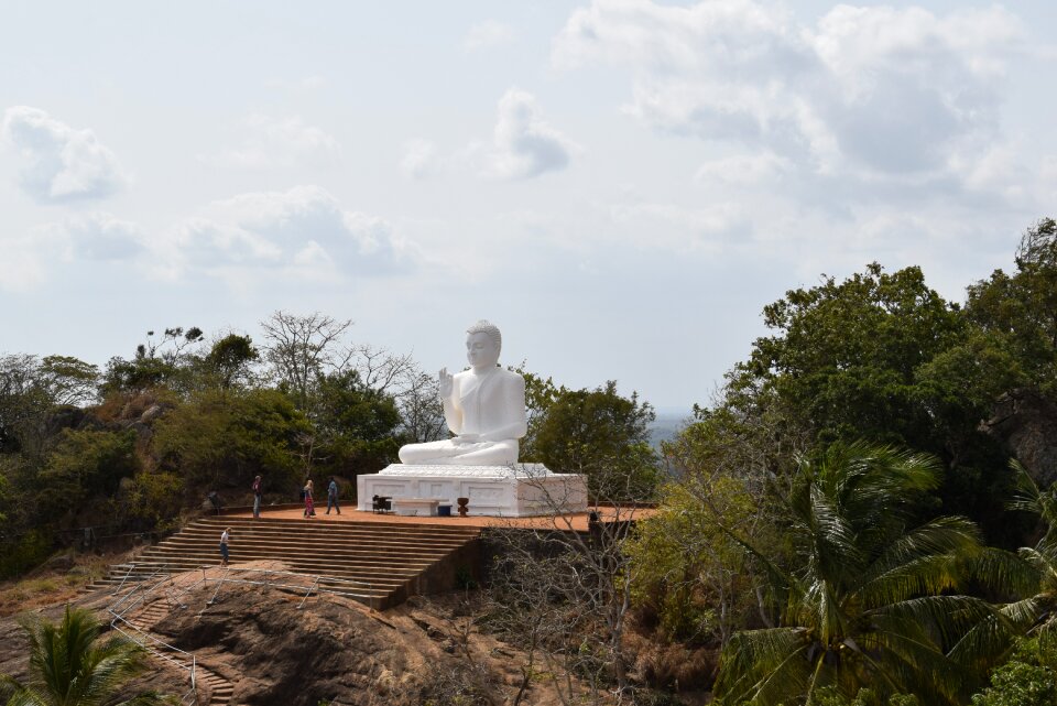 Srilanka nature green