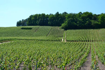 Vineyard grapes green