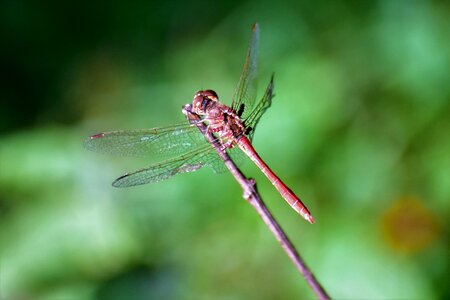Dragonfly wings insect