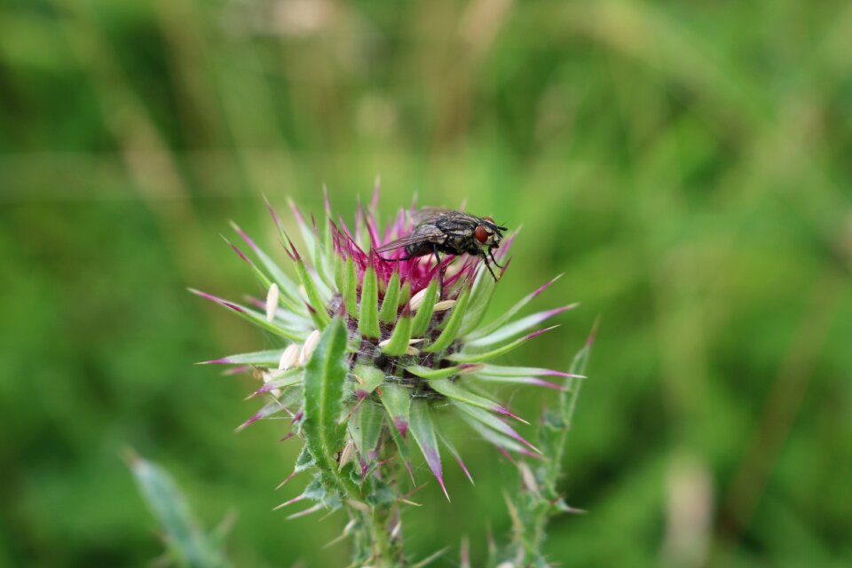 Nature field