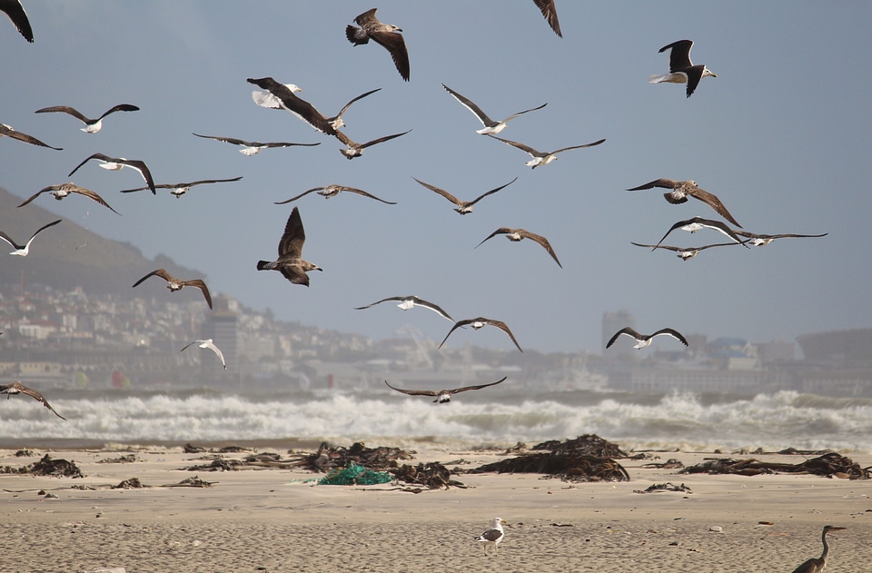 Foraging flock of birds swarm photo