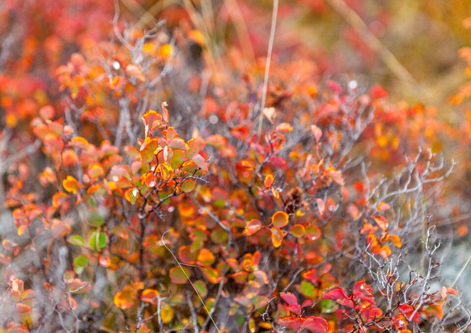 Shrub grass autumn