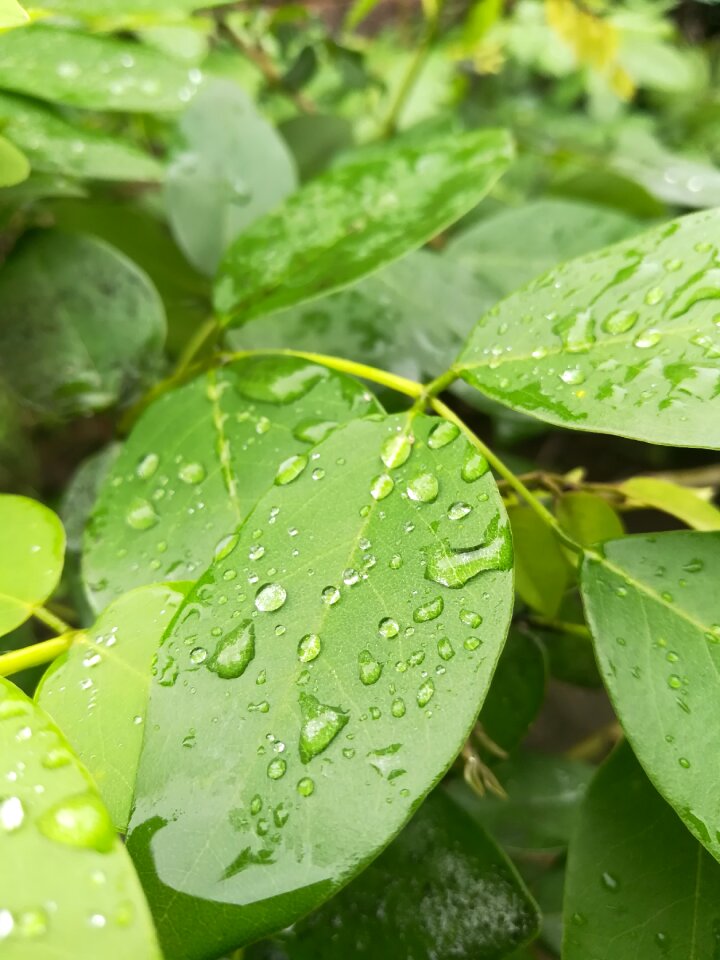 Nature natural greens