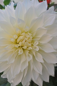 Blossom bloom dahlia garden