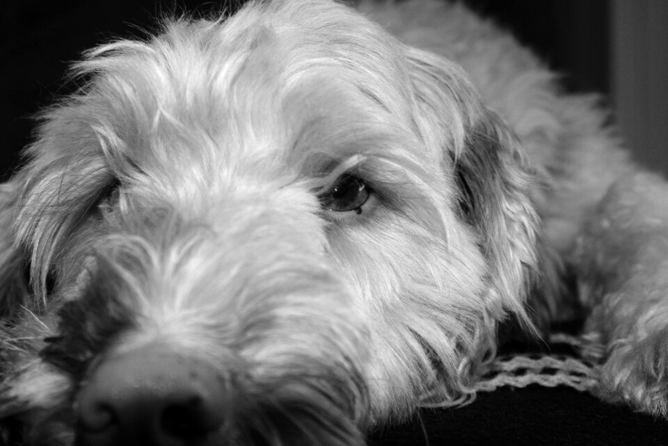 Animal snout young