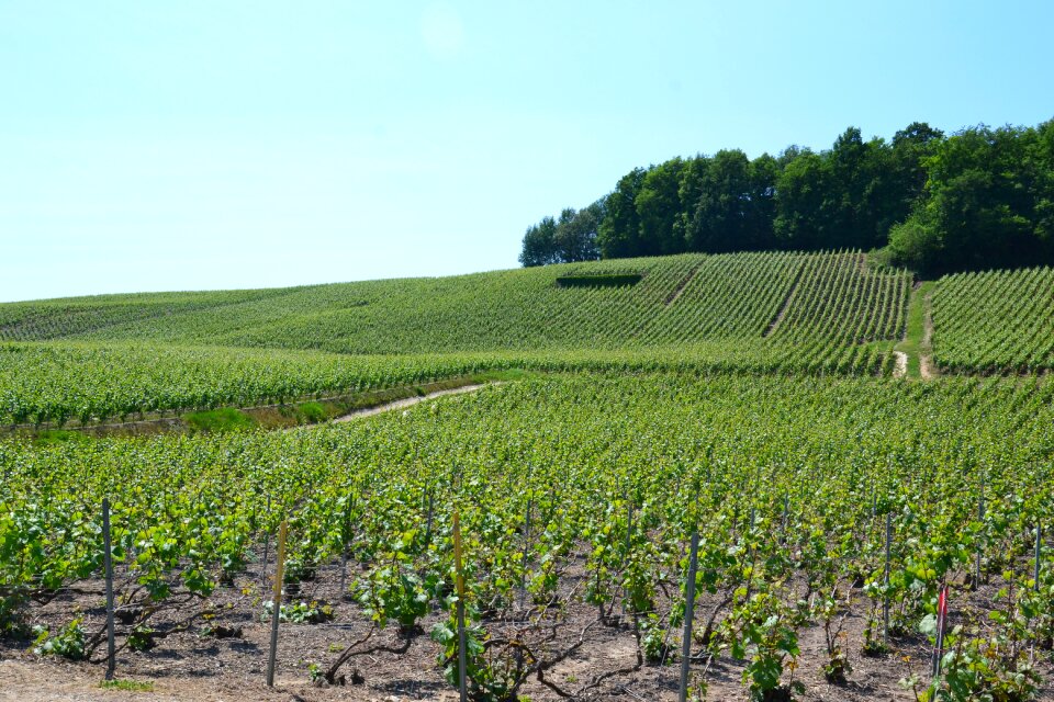 Vineyard grapes green
