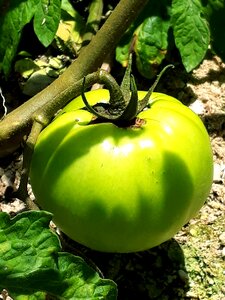 Tometes plants green