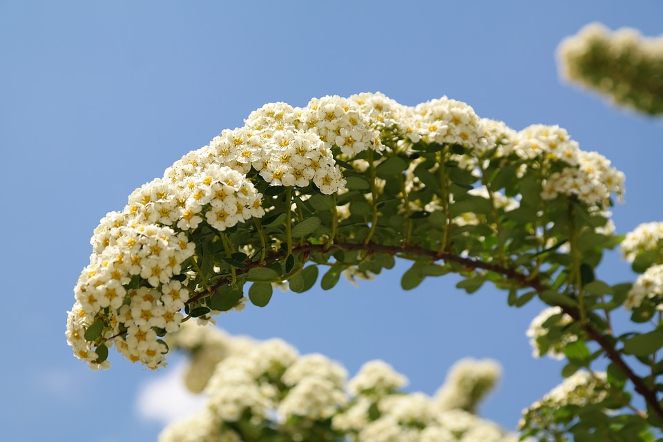 Bush ornamental shrub spierstrauch