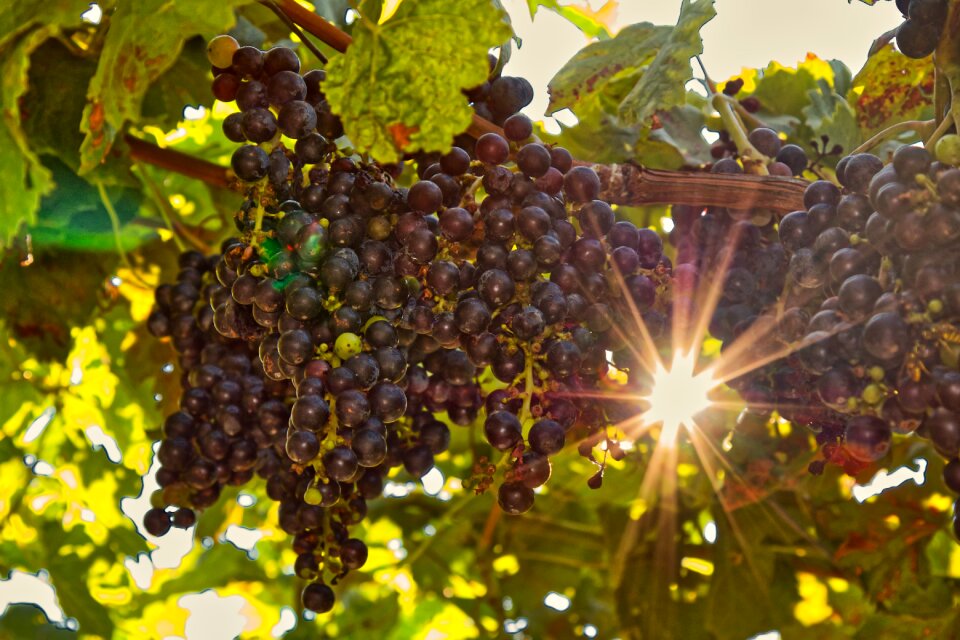 Sunbeam grapevine fruit