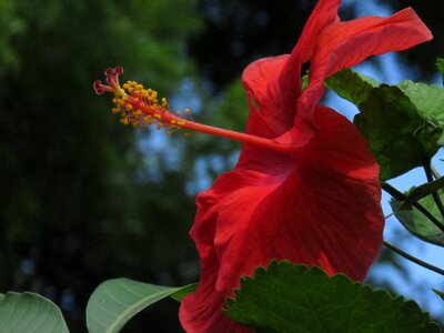 Blossom mallow summer