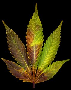 Weed organic grass