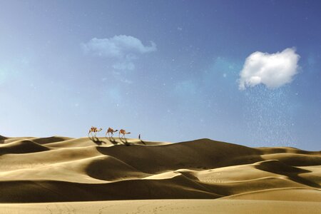Desert caravan camel photo