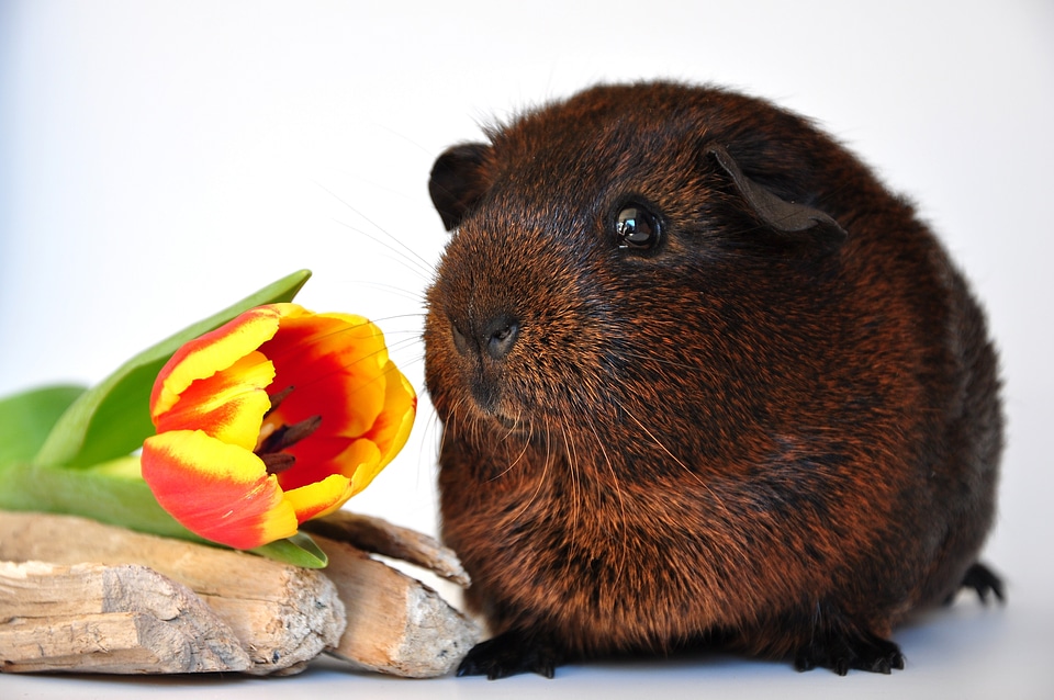 Fur animals animal gold agouti