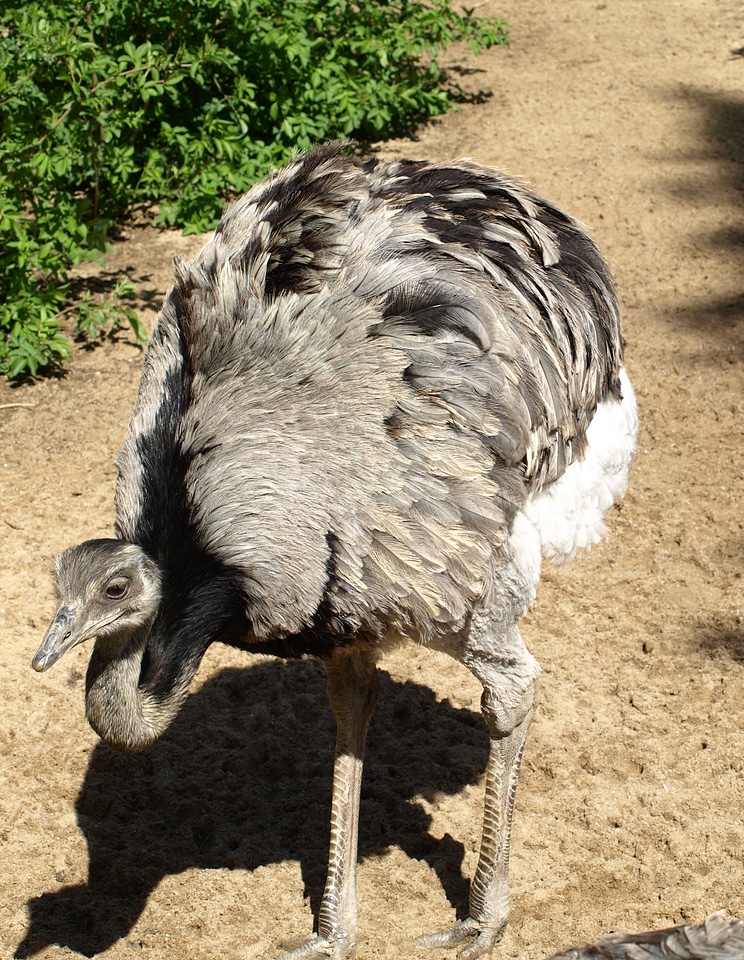 Rhea bird flightless bird bird