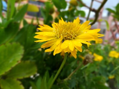 Floral bright blossom