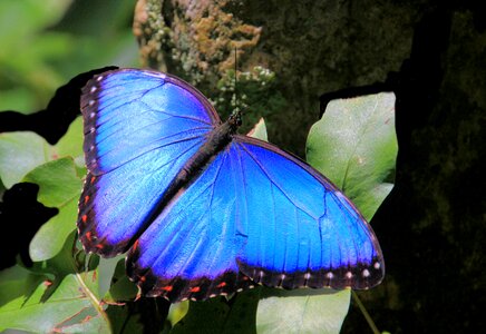 Nature insect wings photo