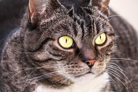 Face domestic cat cat's eyes