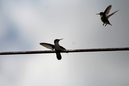 Two hummingbirds hummingbirds in flight