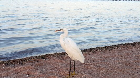 Animals water nature
